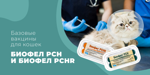 Базовые вакцины для кошек Биофел PCH и Биофел PCHR