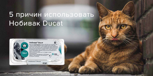 5 причин использовать Нобивак® Ducat в схеме вакцинации кошек.