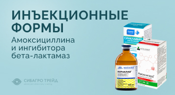 Инъекционные формы амоксицилина и ингибитора бета-лактамаз