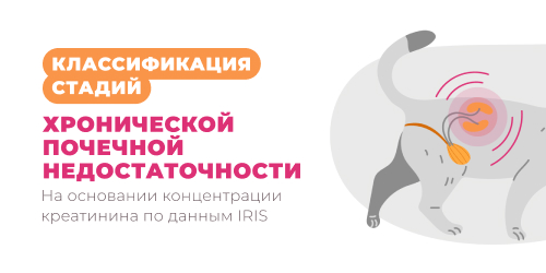 Классификация стадий ХПН на основании концентрации креатинина по данным IRIS