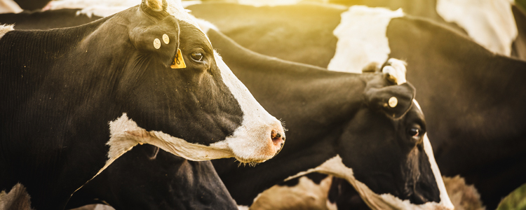 Все, что нужно знать о кормлении стельных коров в сухостойный период