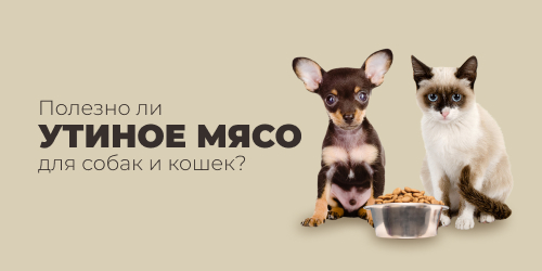 Полезно ли утиное мясо для собак и кошек?