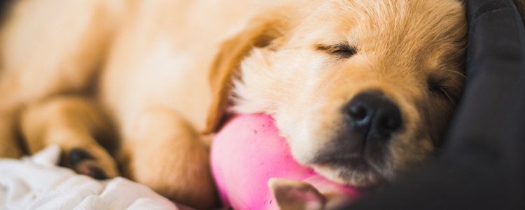 Ранняя вакцинация щенков. Схема от MSD Animal Health. Ранняя вакцинация щенков. Схема от MSD Animal Health.