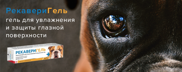 «Рекаверигель» — гель для увлажнения и защиты глазной поверхности