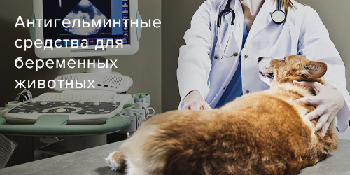 Не все антигельминтные средства подходят беременным животным. Что выбрать?