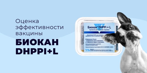 Оценка эффективности вакцины Биокан DHPPI+L