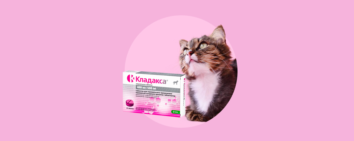 Как давать кладаксу коту