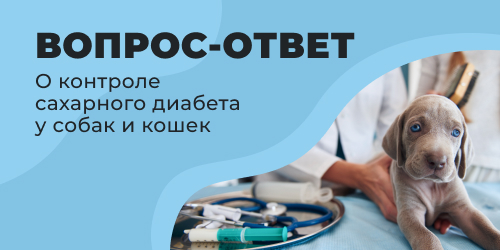 Часто задаваемые вопросы о контроле сахарного диабета у собак и кошек