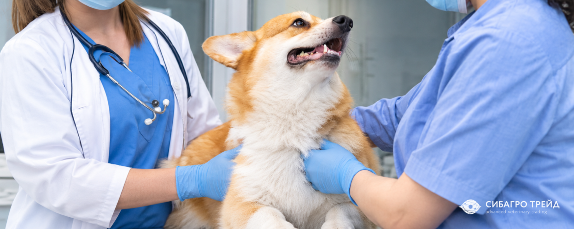 Приглашаем на SUMMER VET во Владивостоке 23-24 сентября Приглашаем на SUMMER VET во Владивостоке 23-24 сентября
